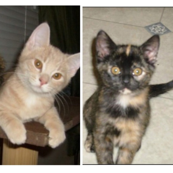 Meet your Posher, Rene - Picture 1 of 1